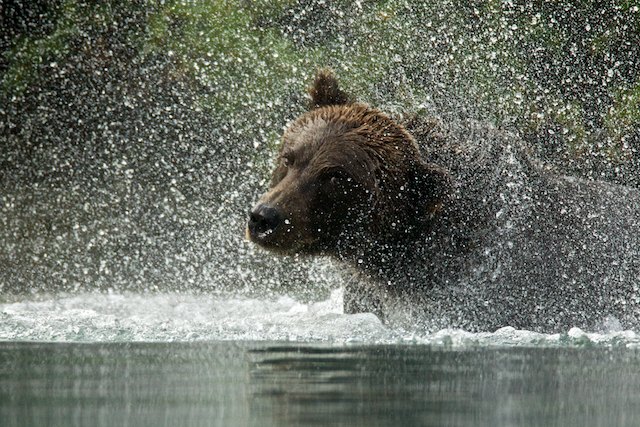 Lake Clark Brown Bear