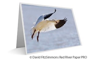 Image by David FitzSimmons on Greeting Card