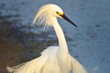 Egret