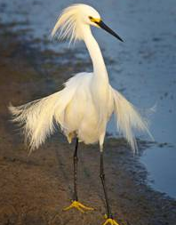 Snowy Egret