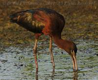 Glossy Ibis