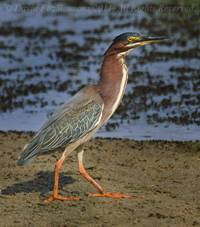 Green Heron