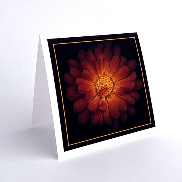 Polar Matte 230 Greeting Cards 5.25x10.5 50 Cards